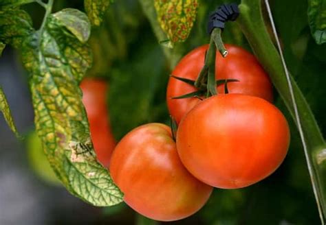 Best Tomatoes To Grow In Indiana 931fm Wibc