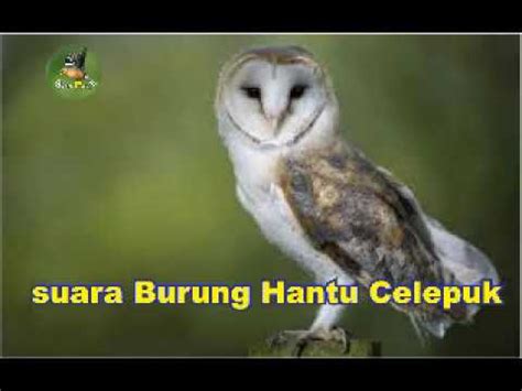 Suara kicauan burung endemik ini lebih sering terdengar saat masih muda. Suara Burung Celepuk Jawa - Suara Burung Celepuk Jawa ...