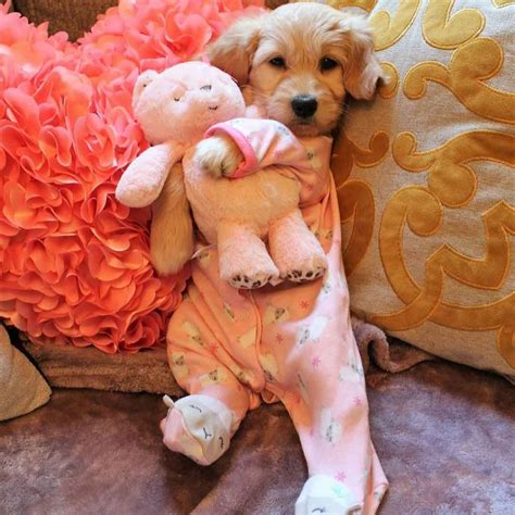 10 Heartwarming Pics Of Adorable Pups In Pajamas To Make You Smile