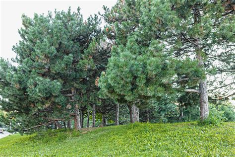 The austrian pine has a wonderful, pyramidal shape. How to Grow and Care for an Austrian Pine Tree