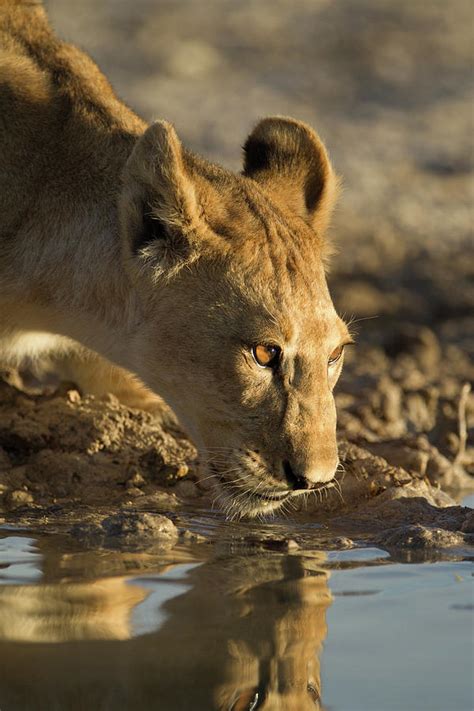 Lion Cub Drinking Water Photograph By Ozkan Ozmen