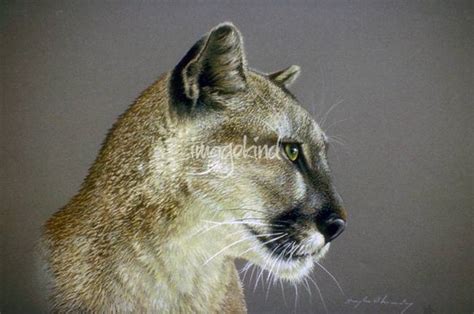Stunning Cougar Head Artwork For Sale On Fine Art Prints