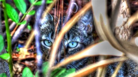 Backyard Birdingand Nature Feral Cat Documentary Wild Jungle Cat