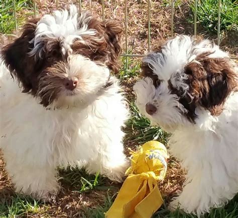 Chocolate Havanese Puppies Texas : HAVANESE - Puppies For Sale Lone ...