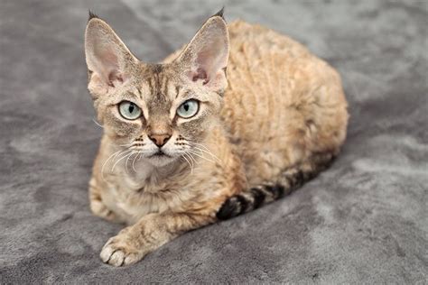 Devon Rex Cat Breed Profile Personality Care Pictures