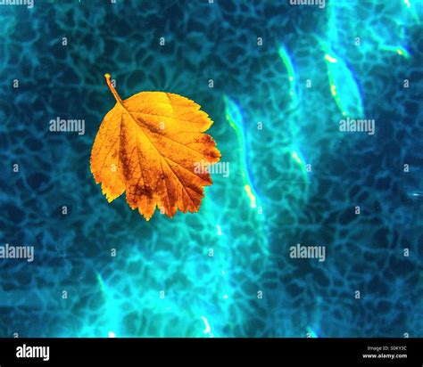 Yellow Leaf Floating On Top Of Swimming Pool Water While The Sunlight