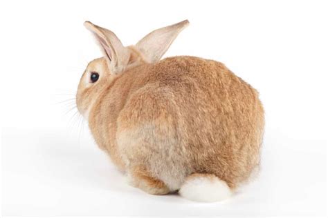 Rabbit Tail Anatomy Function Facts And Faqs With Pictures