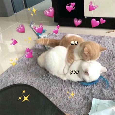 Pin By Ck On Cartoon Cute Cat Memes Cute Cats Cute Love Memes