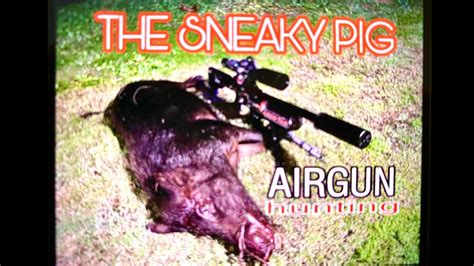 THE SNEAKY PIG AIRGUN PIG HUNTING YouTube
