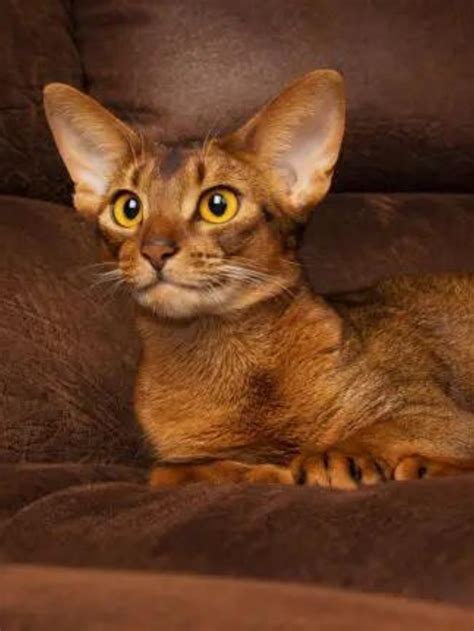 15 Beautiful Big Eyed Cat Breeds Youll Surely Love Story The