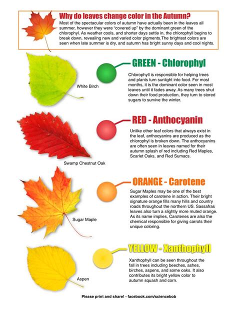 Why Do Leaves Change Color In The Autumn From Science Bob S Blog