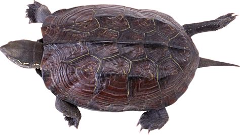 Turtle Png Transparent Image Download Size 2422x1369px
