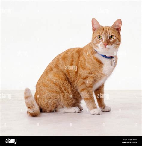 Ginger Tabby And White Cat Sitting Side View Facing Forward Stock