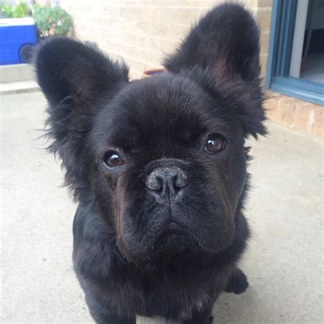 Our pups are raised in our home with lots of love and socialization. Fluffy Frenchie Photo by: @dougiethefrenchie by _woofla_ ...