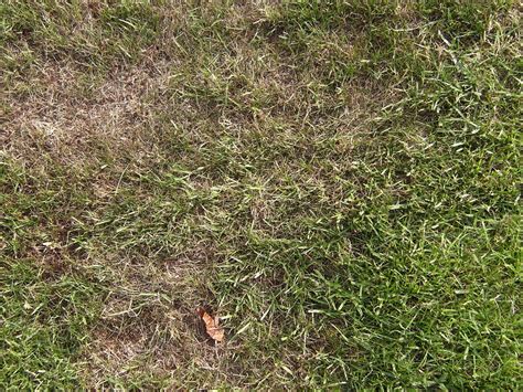 Dead Patches On Lawn — Bbc Gardeners World Magazine