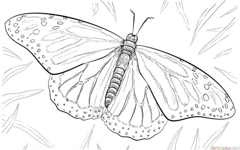 How To Draw A Monarch Butterfly Step By Step Drawing Tutorials For