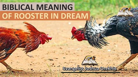Biblical Meaning Of Rooster In Dream Spiritual Meaning Of Roosters