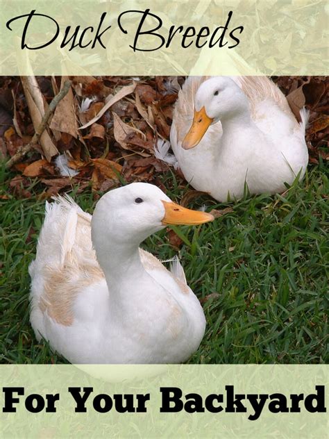 People enjoy raising baby poultry including chicks, ducklings, goslings, and poults. Great Backyard Duck Breeds - The Cape Coop