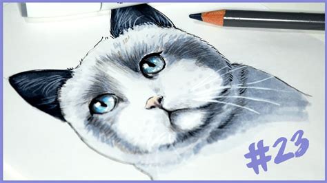 British Shorthair Cat Drawing Timelapse A Drawing A Day 23 Youtube