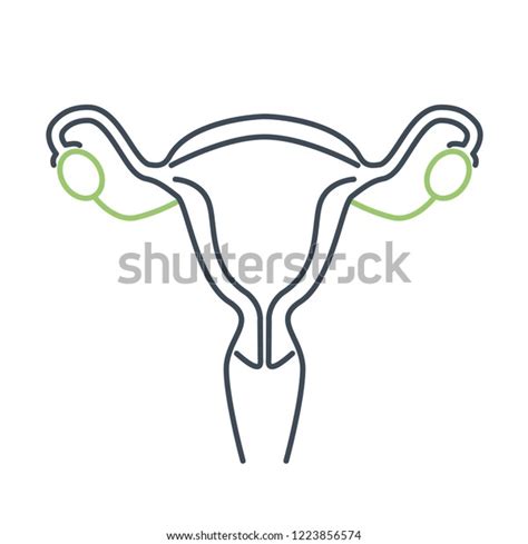 Reproductive System Female Icon Vagina Uterus Stock Vector Royalty