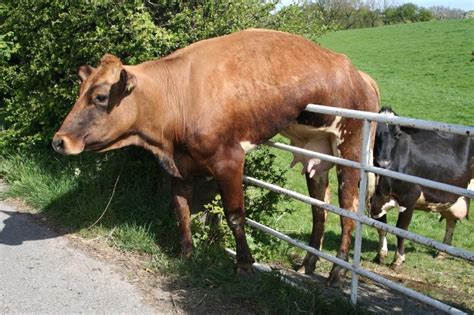 Cow Stuck In Fence Photo