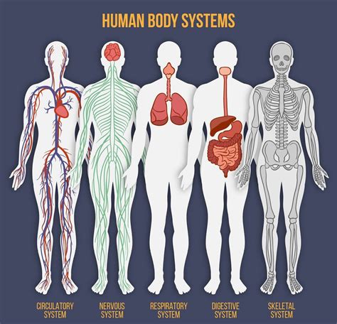 Human Body Systems Chart