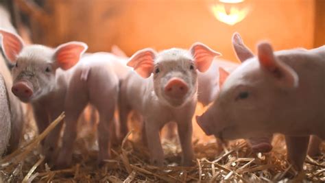 Pigs On Livestock Farm Pig Stock Footage Video 100 Royalty Free