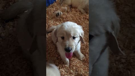 Adorable Puppy Waves Hello Youtube