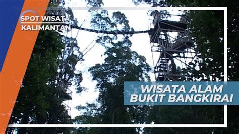 Bukit Bangkirai Wisata Alam Hutan Tropis Di Belantara Kalimantan Timur