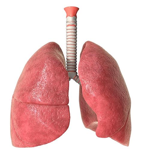 🔥 Human Lungs Lung Anatomy Function And Diagrams 2022 10 10