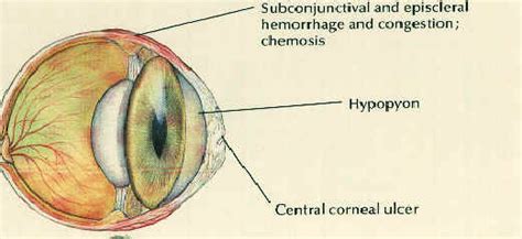 Cataracts Canine Diabetes Wiki