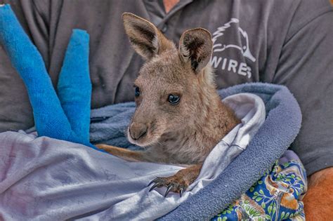 Donate to NSW Wildlife Information Rescue & Education Service (WIRES)