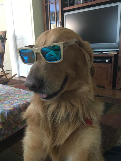 Dog Wearing Sunglasses Raww