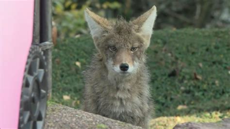 Officials Warn About Coyotes After Girls Attacked