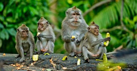 Groups Of Monkeys And Their Behaviors A Z Animals
