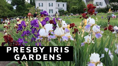 Presby Iris Gardens ~ Irises In Bloom ~ How To Care For Irises Youtube