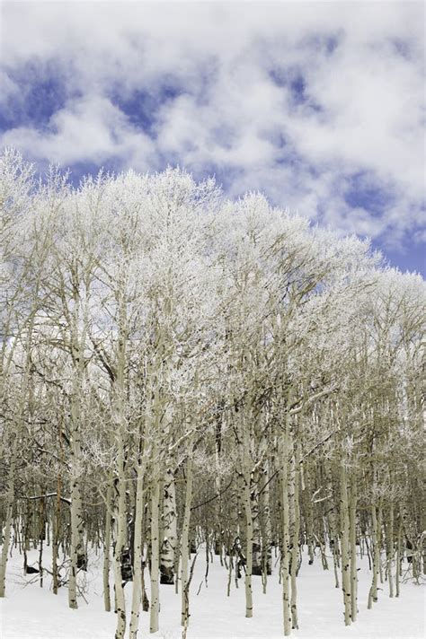 Aspen Trees In Snow Stock Image Image Of White Tree 23585975