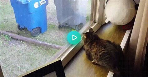A Bird Messing With My Cat  On Imgur