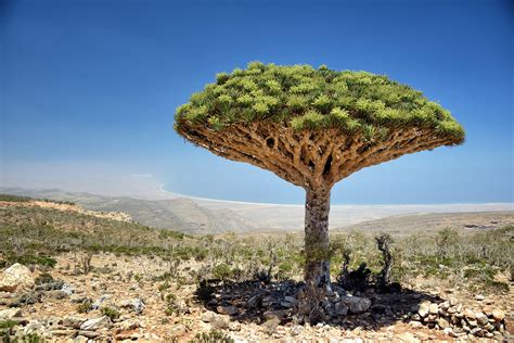 Dragon Blood Tree Yemen Socotra Dixsam Plateau Drago Flickr