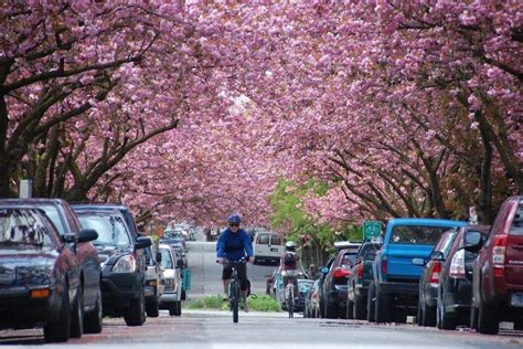 The Vancouver Cherry Blossom Festival Is In Bloom