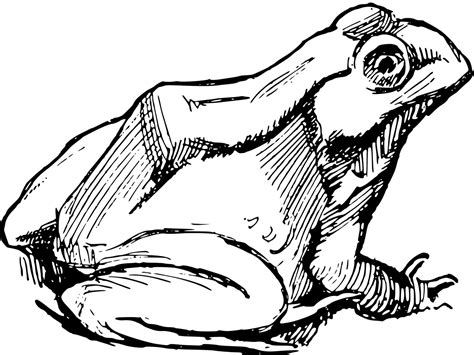 Download Free Photo Of Amphibiandrawingfrogsimplesketch From