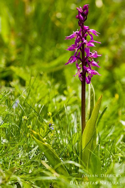 Orchis Ovalis Johan Dierckx