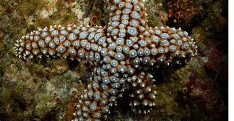 Discover The 10 Largest Starfish In The World A Z Animals