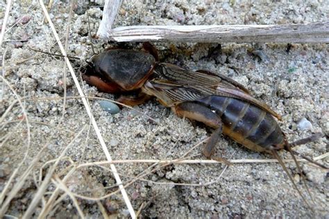 Plaga owadów, od kilku lat sieje spustoszenie w lipie górze (gm. Turkuć podjadek - Galeria - Swiatobrazu.pl