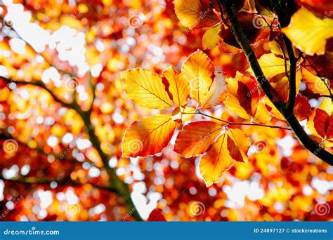 Beech Tree In The Fall Royalty Free Stock Photography Image 24897127