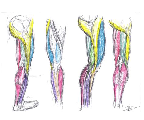 Leg Muscles By Zornxiv On Deviantart