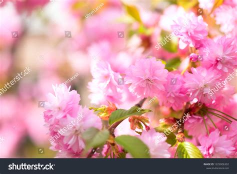 Blossoming Pink Flower Background Natural Wallpaper Stock Photo