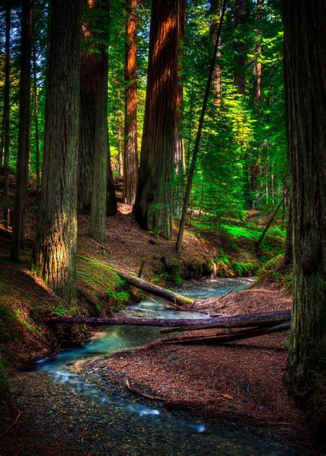 Mágica Y Hermosa Vista De Redwood Creek Nature Photography Beautiful