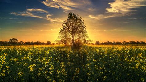 1920x1080 yellow iron man wallpaper. Gold Sunset Sun Rays Light Tree Field With Yellow Flowers 4k Wallpapers Hd & 8k Images For ...
