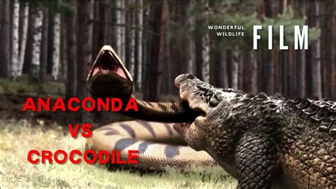 Anaconda Fight Crocodile Who Will Win The Battle Youtube